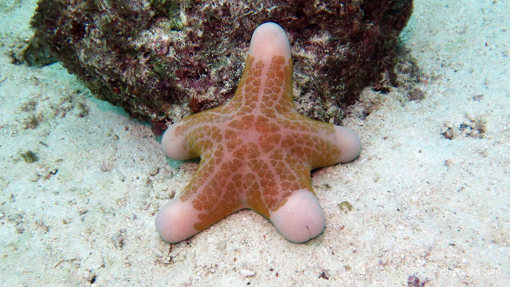 Chilled sea star comments on NSW Marine Park Re-zoning Bamboozle of a Marine Sanctuary for recreational fishing Diveplanit Blog