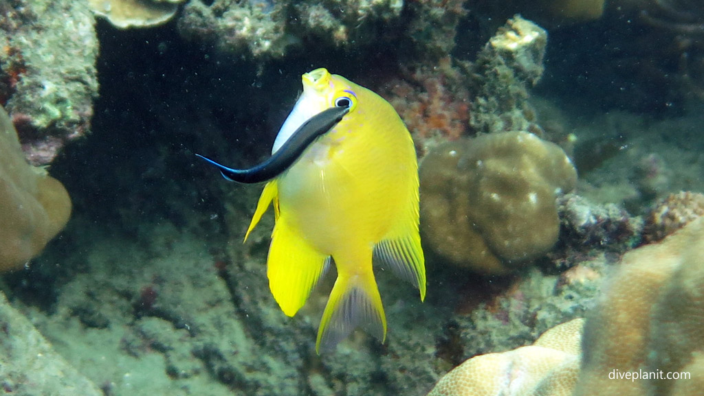Yellow Damsel in distress over NSW Marine Park Re-zoning Bamboozle of a Marine Sanctuary for recreational fishing Diveplanit Blog