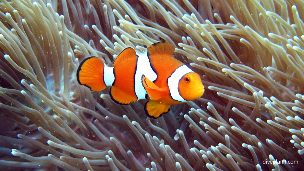 Western Clown Anemonefish from the side diving the Solomon Islands aboard the MV Bilikiki by Diveplanit