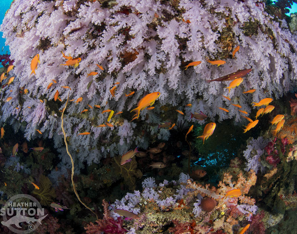 Jerry's Jelly at Taveuni after Tropical Cyclone Winston Blog