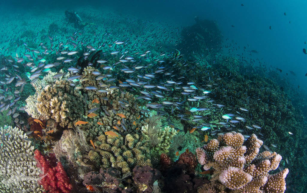 Rainbow Reef at Taveuni after Tropical Cyclone Winston Diveplanit Blog photo credit Heather Sutton