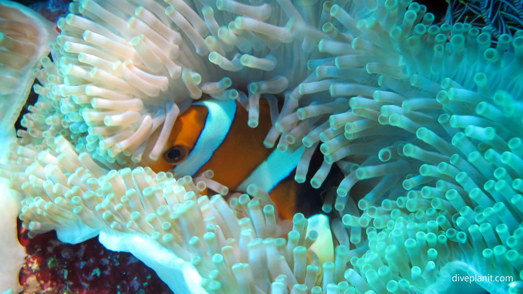 Local anemonefish hiding his stripes diving Sunset Reef at Gili Islands Lombok Indonesia by Diveplanit