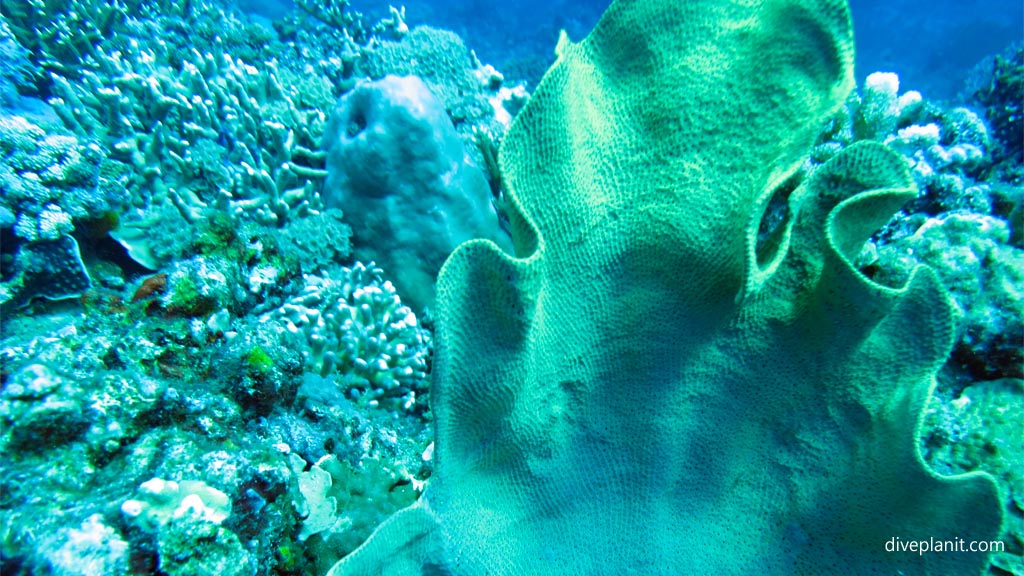 Elephant ear coral diving Secret Reef at Gili Islands Lombok Indonesia by Diveplanit