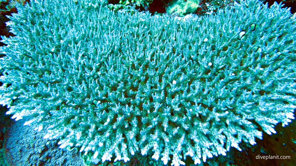 Acropora a plenty diving Secret Reef at Gili Islands Lombok Indonesia by Diveplanit