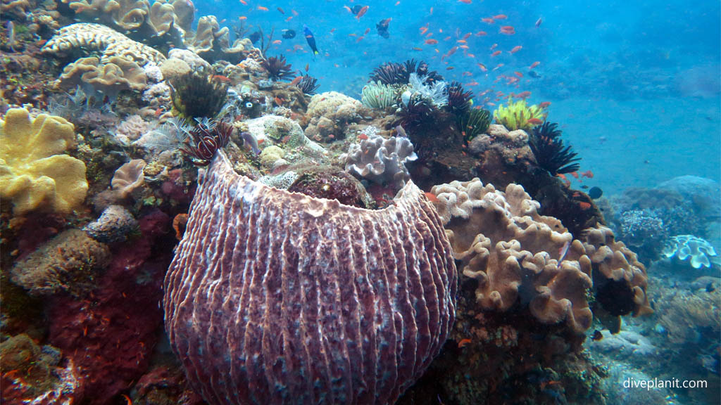 Coral and sponge diversity diving Gili Selang at Bali Indonesia by Diveplanit