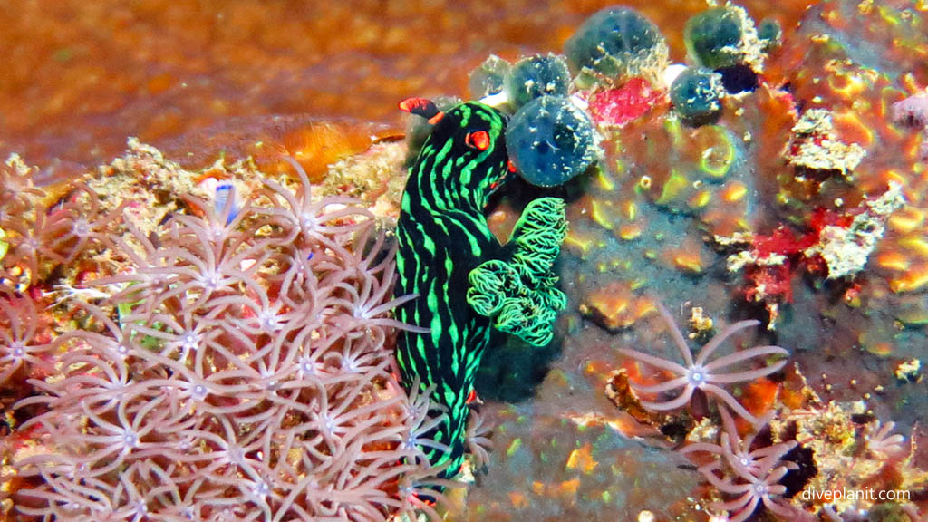 Green Dragon Nembrotha diving The Japanese Wreck at Bali Indonesia by Diveplanit