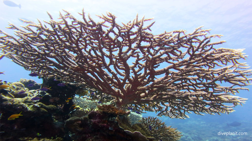 Staghorn in great condition diving Barracuda Point at Tawali Milne Bay diving PNG by Diveplanit