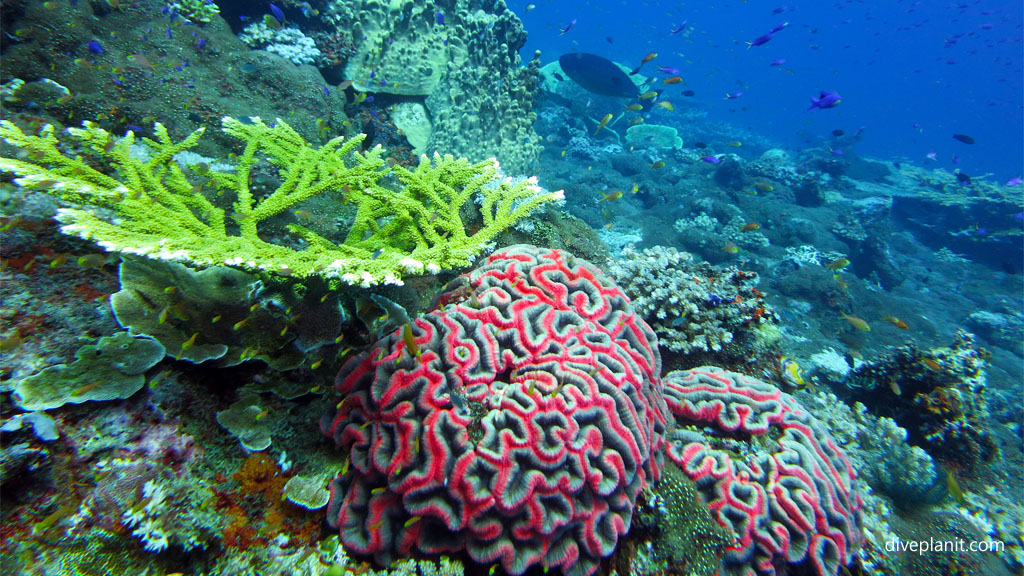 Branching and brain coral diving Barracuda Point at Tawali Milne Bay diving PNG by Diveplanit