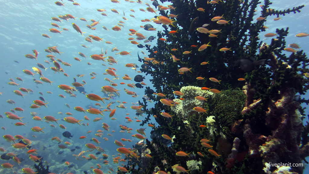 Hard green coral and anthias diving Barracuda Point at Tawali Milne Bay diving PNG by Diveplanit