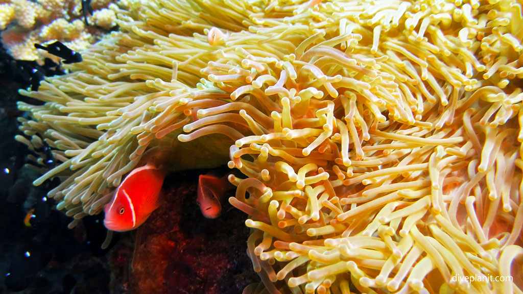 Pinks hiding in their anemone diving Barracuda Point at Tawali Milne Bay diving PNG by Diveplanit