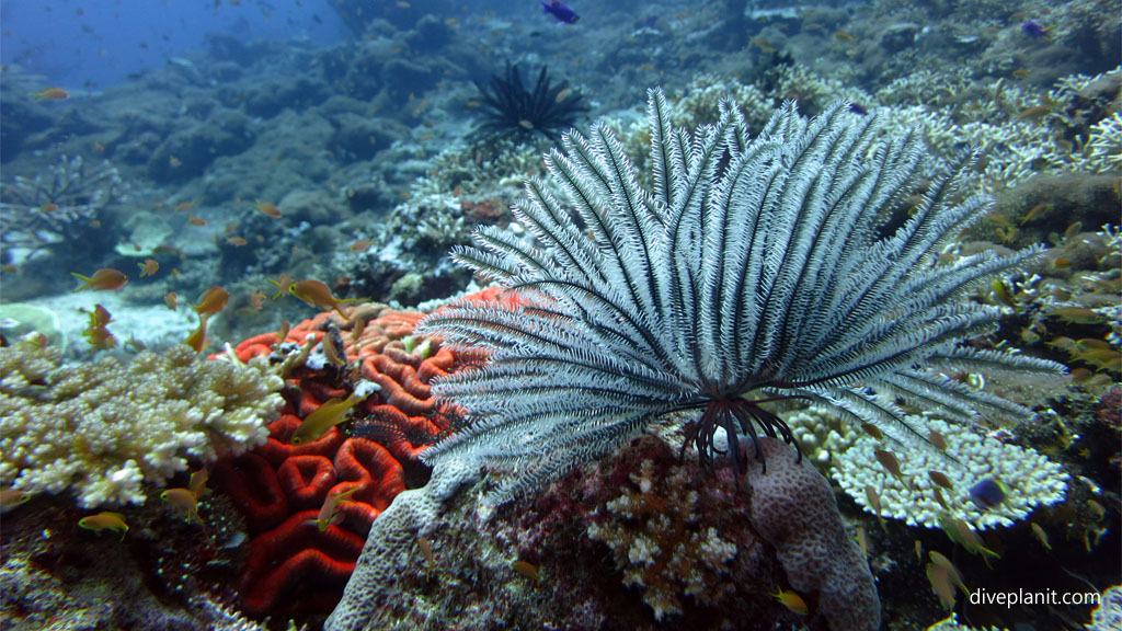 Featherstar and brain coral diving Barracuda Point at Tawali Milne Bay diving PNG by Diveplanit