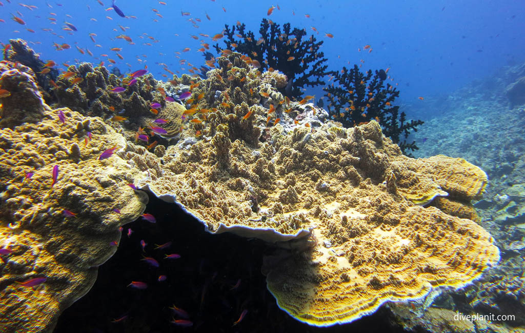 Reef scene with coral and anthias diving Barracuda Point at Tawali Milne Bay diving PNG by Diveplanit