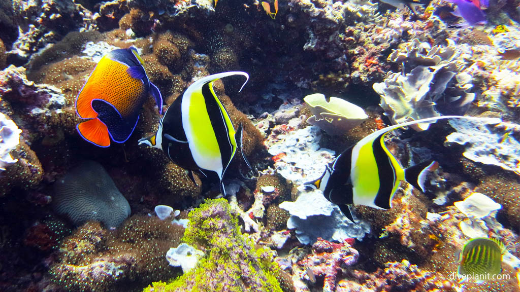 Idols and blue girdled angelfish diving Barracuda Point at Tawali Milne Bay diving PNG by Diveplanit