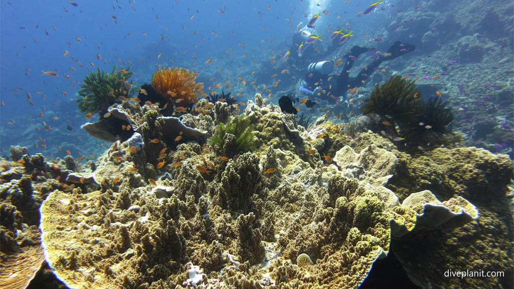 Reef scene with coral anthias and divers diving Barracuda Point at Tawali Milne Bay diving PNG by Diveplanit