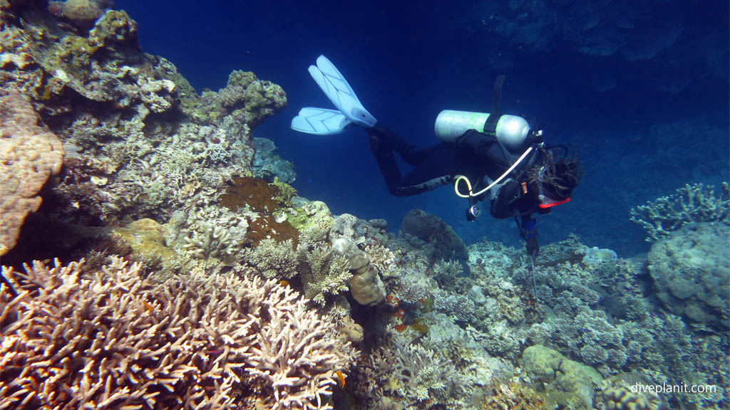 Diver above the hard corals diving Deacons Reef at Tawali Milne Bay diving PNG by Diveplanit