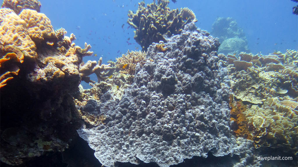 Hard corals diving Deacons Reef at Tawali Milne Bay diving PNG by Diveplanit