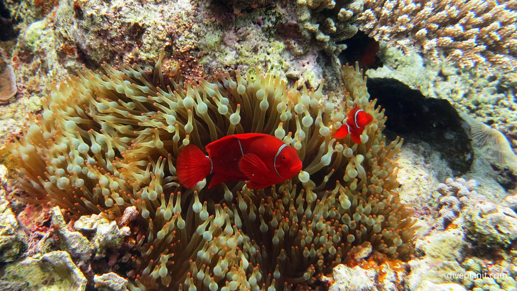 Local spinecheek narrow stripes diving Deacons Reef at Tawali Milne Bay diving PNG by Diveplanit