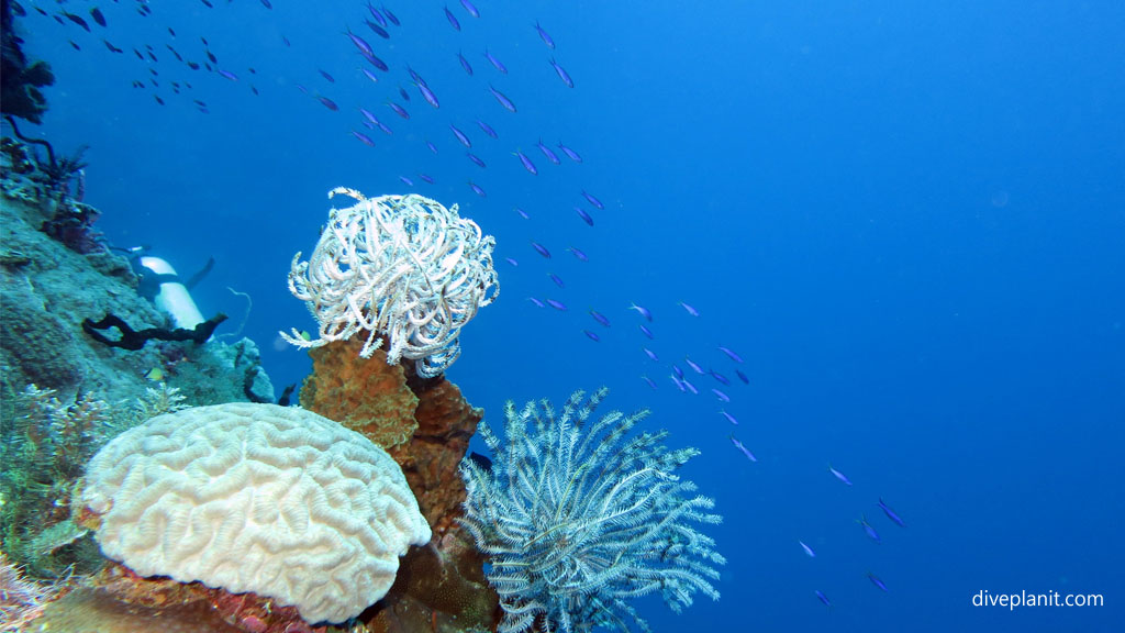 Featherstars and fusiliers diving Deacons Reef at Tawali Milne Bay diving PNG by Diveplanit