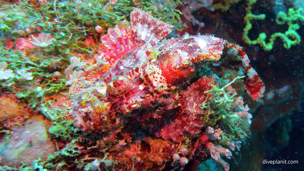 Scorpionfish diving Deacons Reef at Tawali Milne Bay diving PNG by Diveplanit