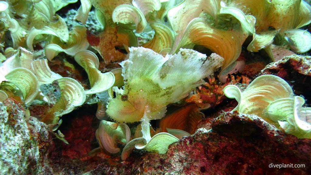 Leaf scorpionfish diving Deacons Reef at Tawali Milne Bay diving PNG by Diveplanit