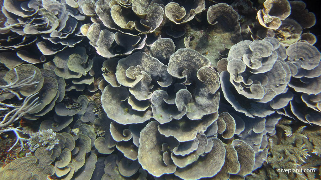 Curly coral diving Deacons Reef at Tawali Milne Bay diving PNG by Diveplanit