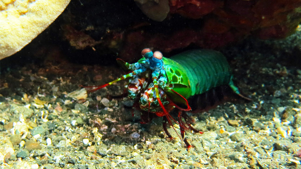 Mantis shrimp probably a peacock diving Lawadi Beach at Tawali Milne Bay diving PNG by Diveplanit
