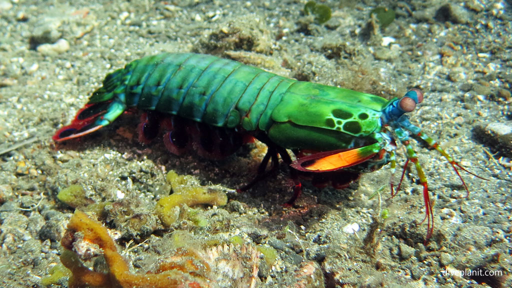 Mantis shrimp probably a peacock diving Lawadi Beach at Tawali Milne Bay diving PNG by Diveplanit