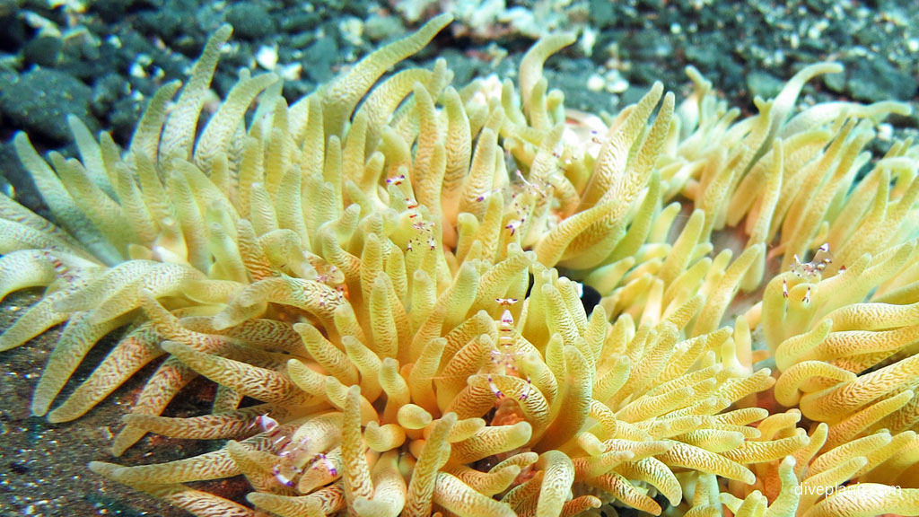 Commensal anemone shrimps diving Lawadi Beach at Tawali Milne Bay diving PNG by Diveplanit