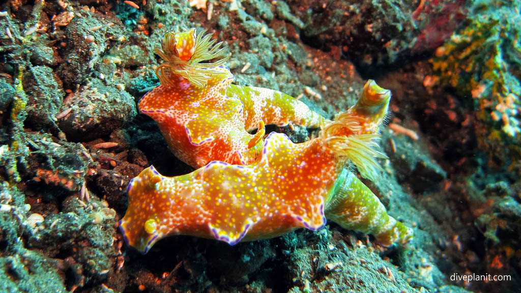 A pair of some kind of Risbecia diving Lawadi Beach at Tawali Milne Bay diving PNG by Diveplanit