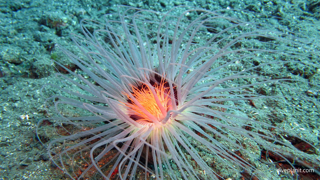 Tube anemone diving Lawadi Beach at Tawali Milne Bay diving PNG by Diveplanit