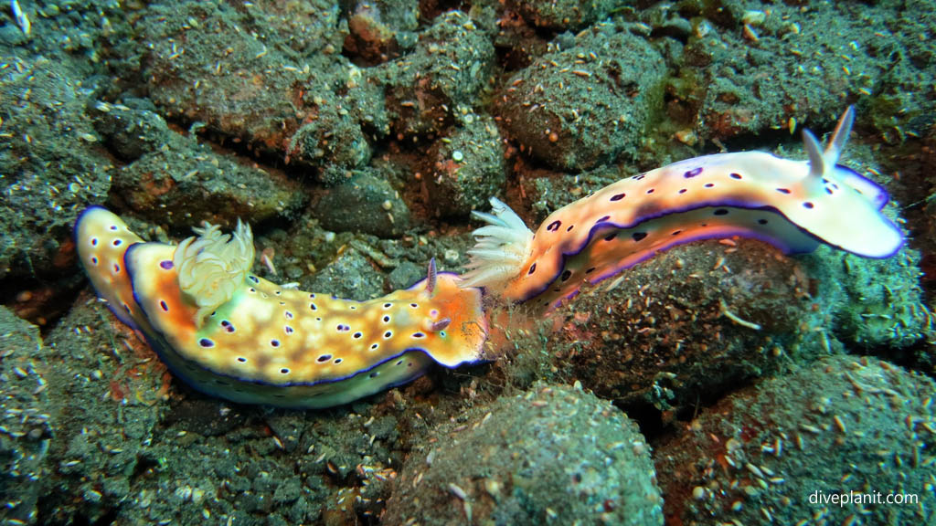 Pair of Kunies chromodoris diving Lawadi Beach at Tawali Milne Bay diving PNG by Diveplanit