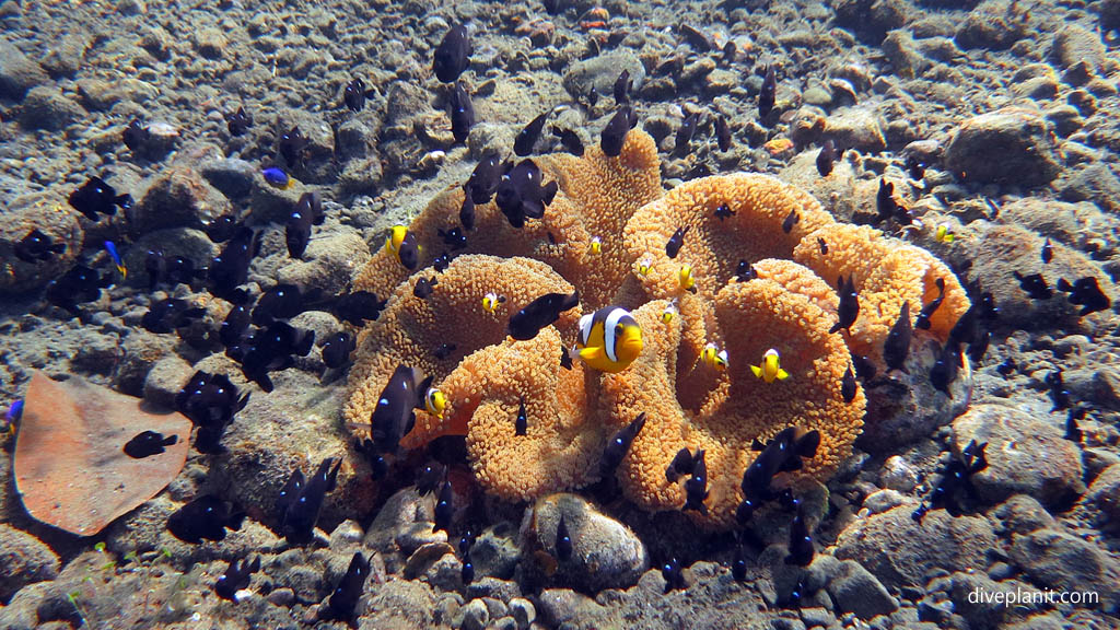 Isolated anemone diving Lawadi Beach at Tawali Milne Bay diving PNG by Diveplanit