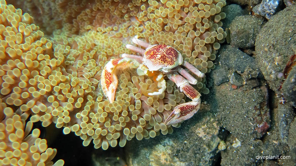 Porcelain crab diving Lawadi Beach at Tawali Milne Bay diving PNG by Diveplanit