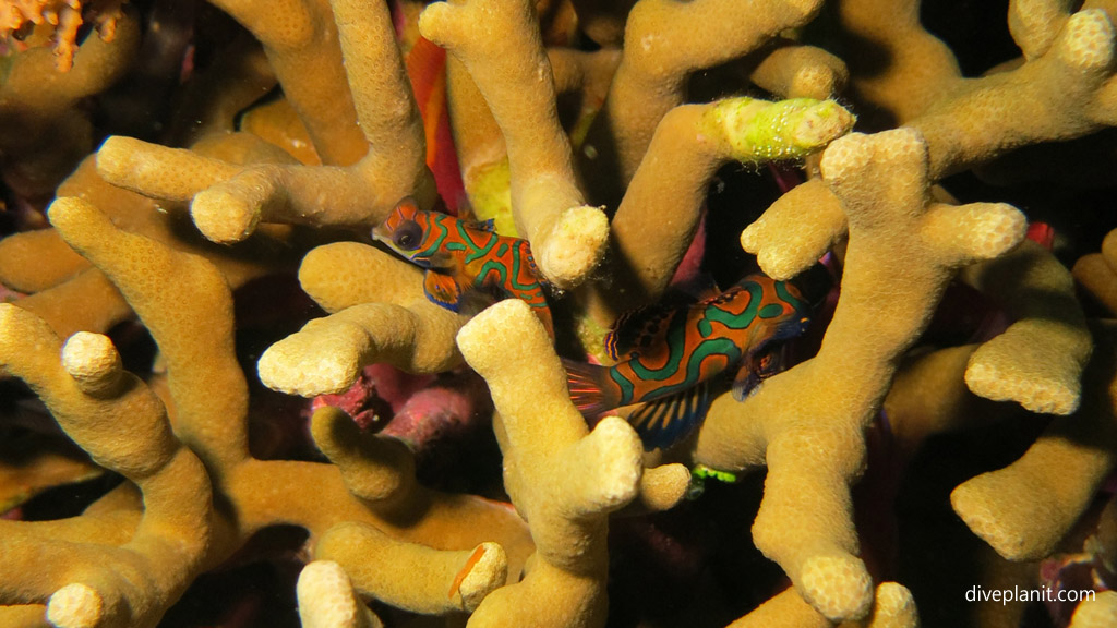 Mandarin fish pair diving Tawali House Reef at Tawali Milne Bay diving PNG by Diveplanit