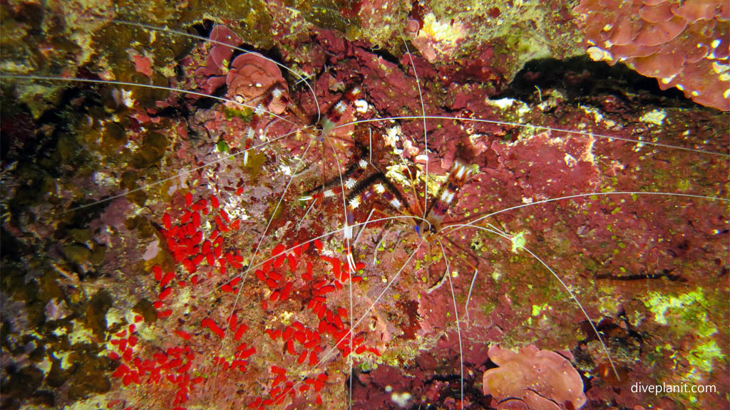 Pair of banded coral shrimp diving Tawali House Reef at Tawali Milne Bay diving PNG by Diveplanit