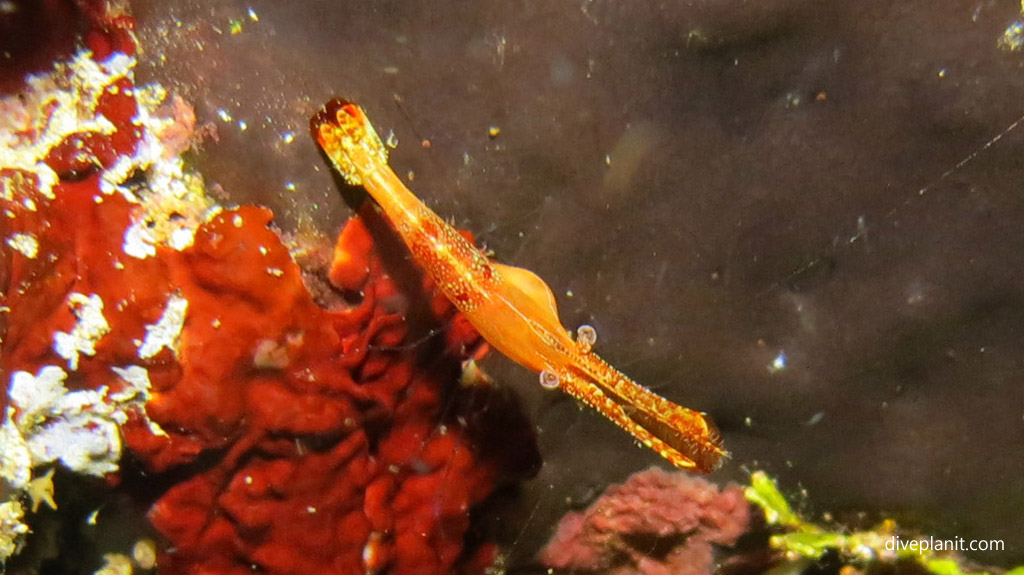 Some kind of weird night shrimp diving Tawali House Reef at Tawali Milne Bay diving PNG by Diveplanit