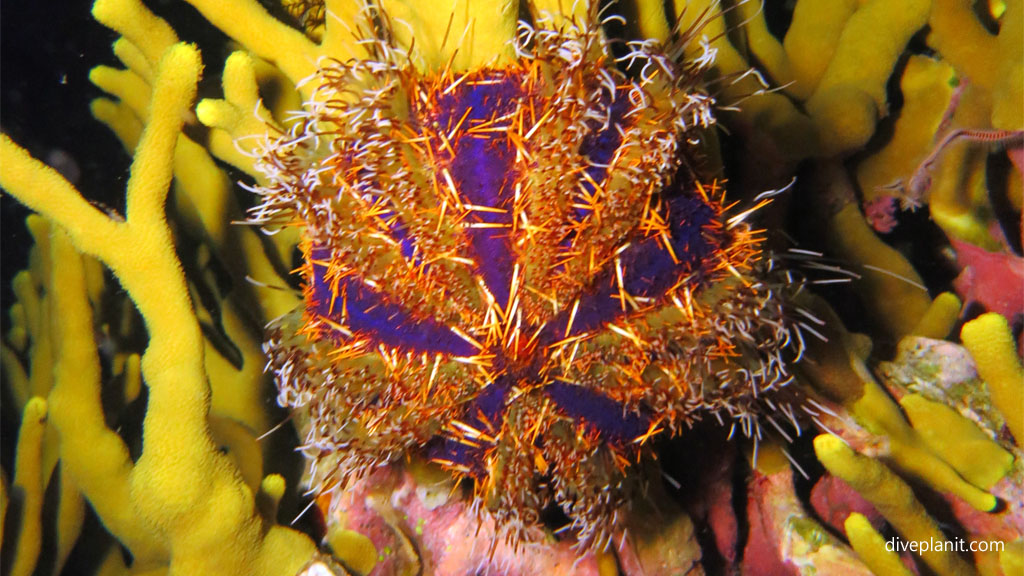 Fire urchin diving Tawali House Reef at Tawali Milne Bay diving PNG by Diveplanit