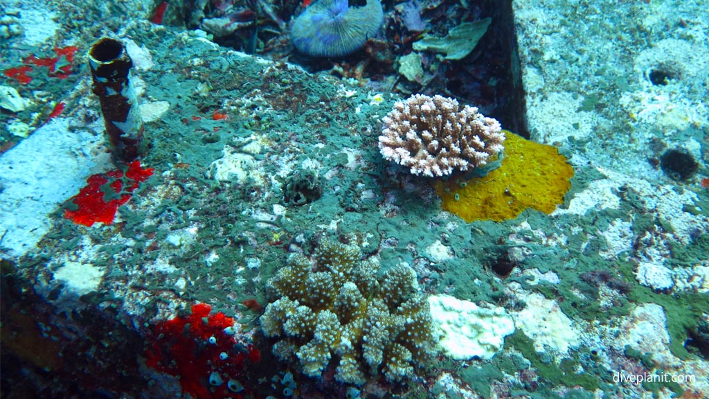 Coral starting to grow on the artificial reefs diving Secret Garden at Gili Islands Lombok Indonesia by Diveplanit