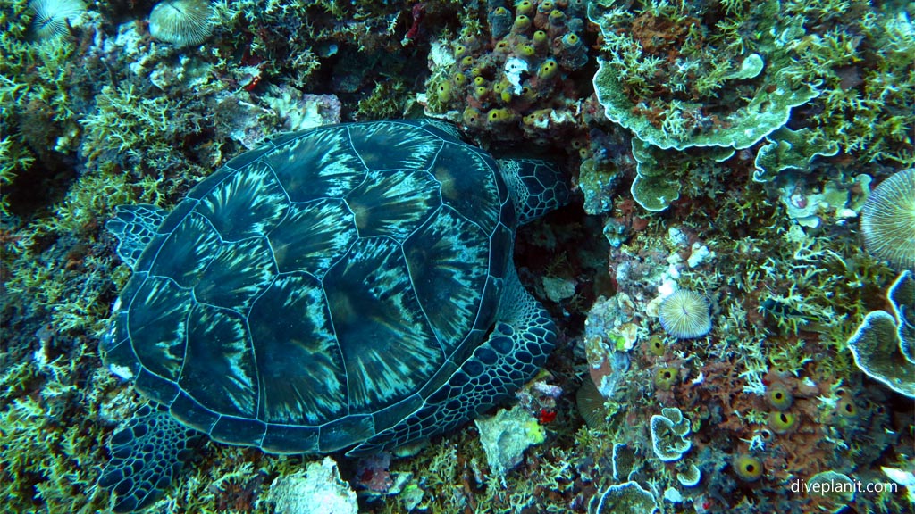Sea turtle in natural light diving Secret Garden at Gili Islands Lombok Indonesia by Diveplanit