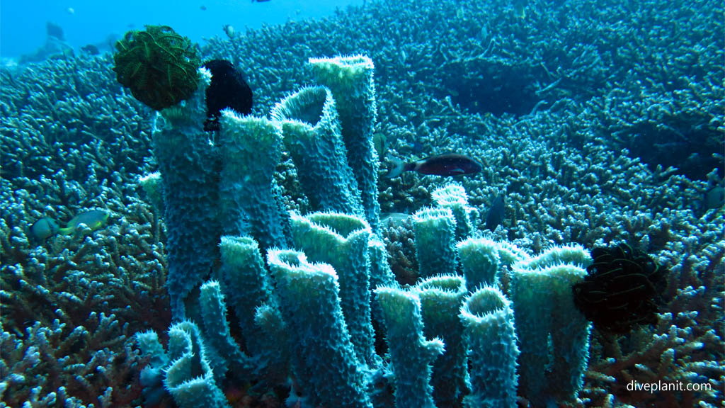 Spikey tubular sponges (cactus) diving Sunset Reef at Gili Islands Lombok Indonesia by Diveplanit