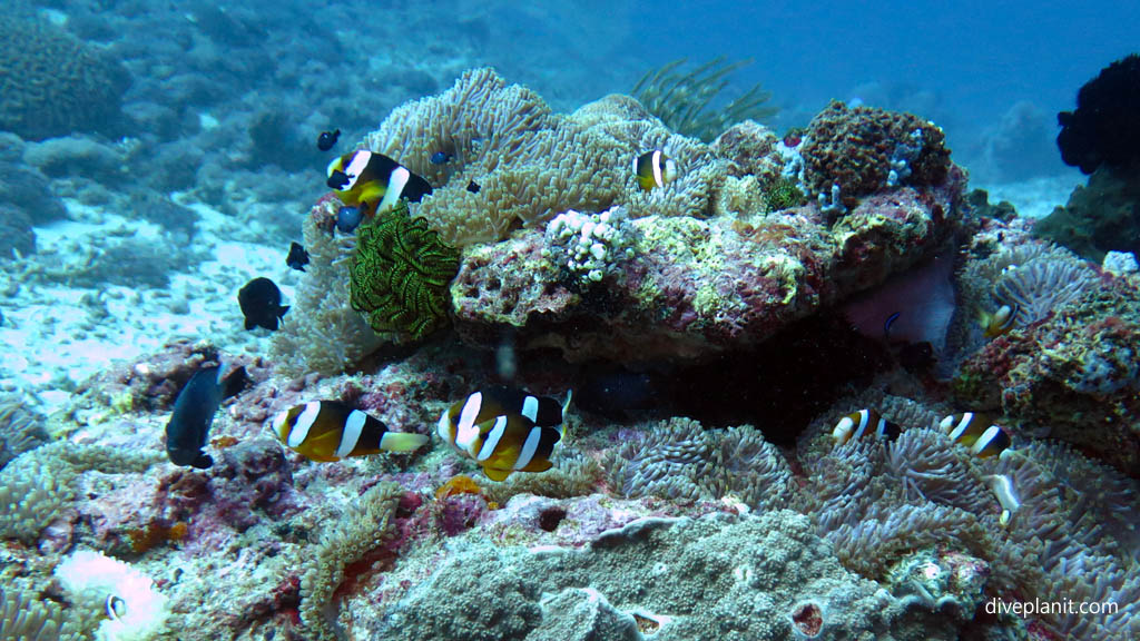 Colony of Clarks Anemonefish diving Sunset Reef at Gili Islands Lombok Indonesia by Diveplanit