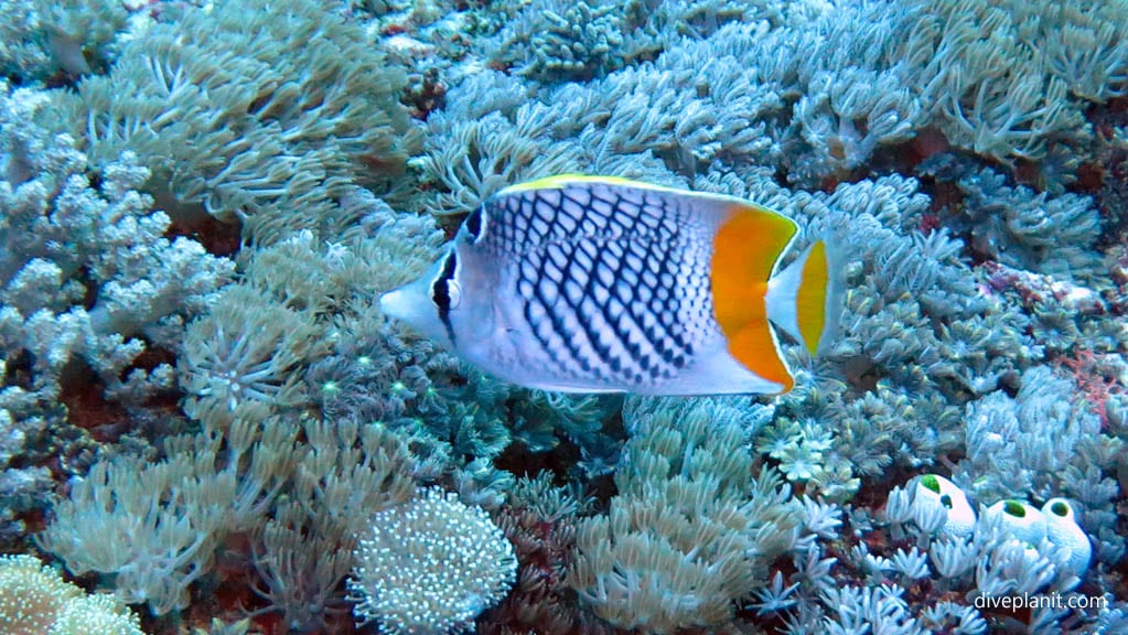 Yellow tail (reticulated) butterflyfish diving Sunset Reef at Gili Islands Lombok Indonesia by Diveplanit