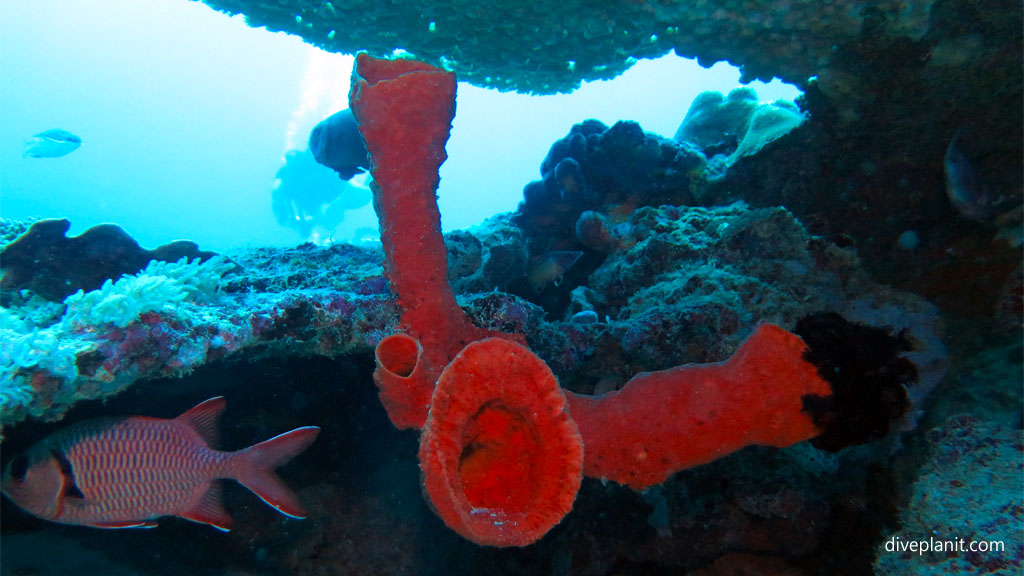 Red tubular sponge diving Sunset Reef at Gili Islands Lombok Indonesia by Diveplanit