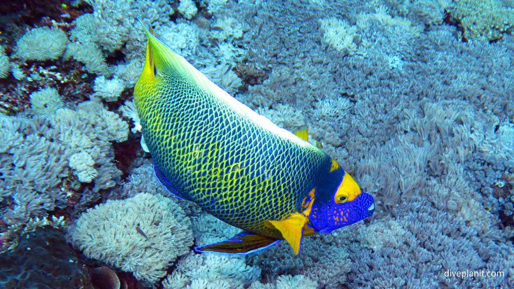 Bluefaced angelfish diving Sunset Reef at Gili Islands Lombok Indonesia by Diveplanit