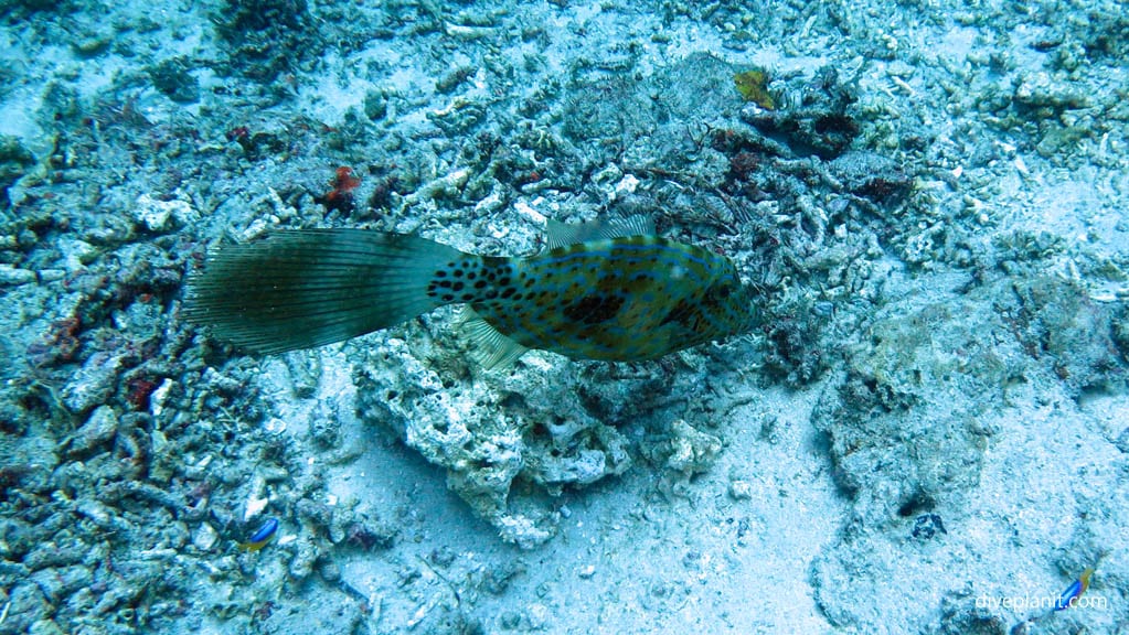 Scrawled filefish diving Meno Wall at Gili Islands Lombok Indonesia by Diveplanit
