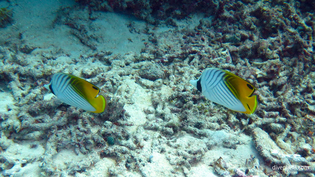 Pair of Threadfin butterflyfish diving Meno Wall at Gili Islands Lombok Indonesia by Diveplanit