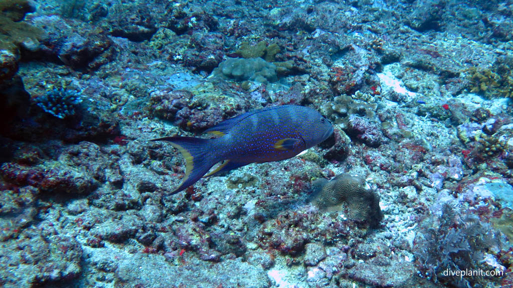 Blue spotted coral trout diving Shark Point at Gili Islands Lombok Indonesia by Diveplanit