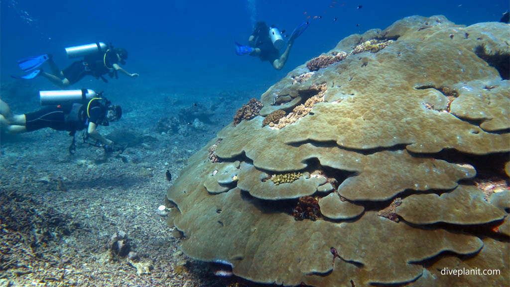Big coral stack with divers diving Shark Point at Gili Islands Lombok Indonesia by Diveplanit