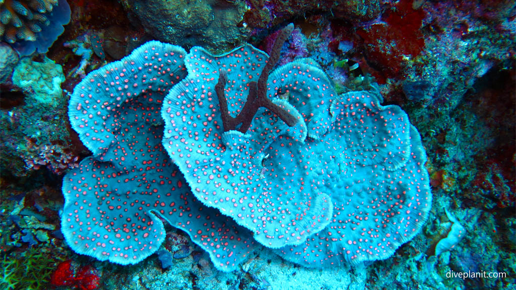 Coral with red spots diving Secret Reef at Gili Islands Lombok Indonesia by Diveplanit
