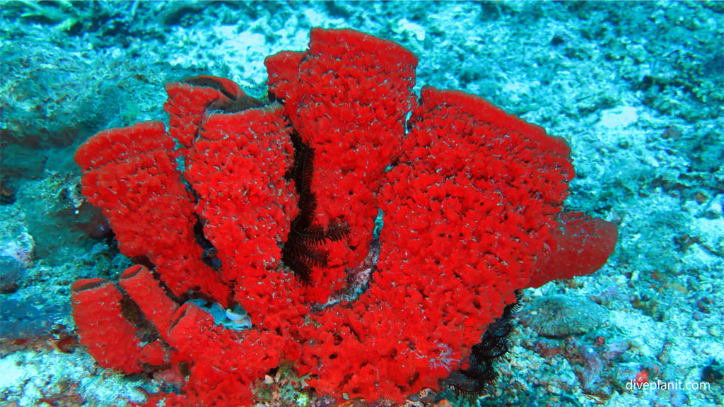 Tubular sponges diving Secret Reef at Gili Islands Lombok Indonesia by Diveplanit
